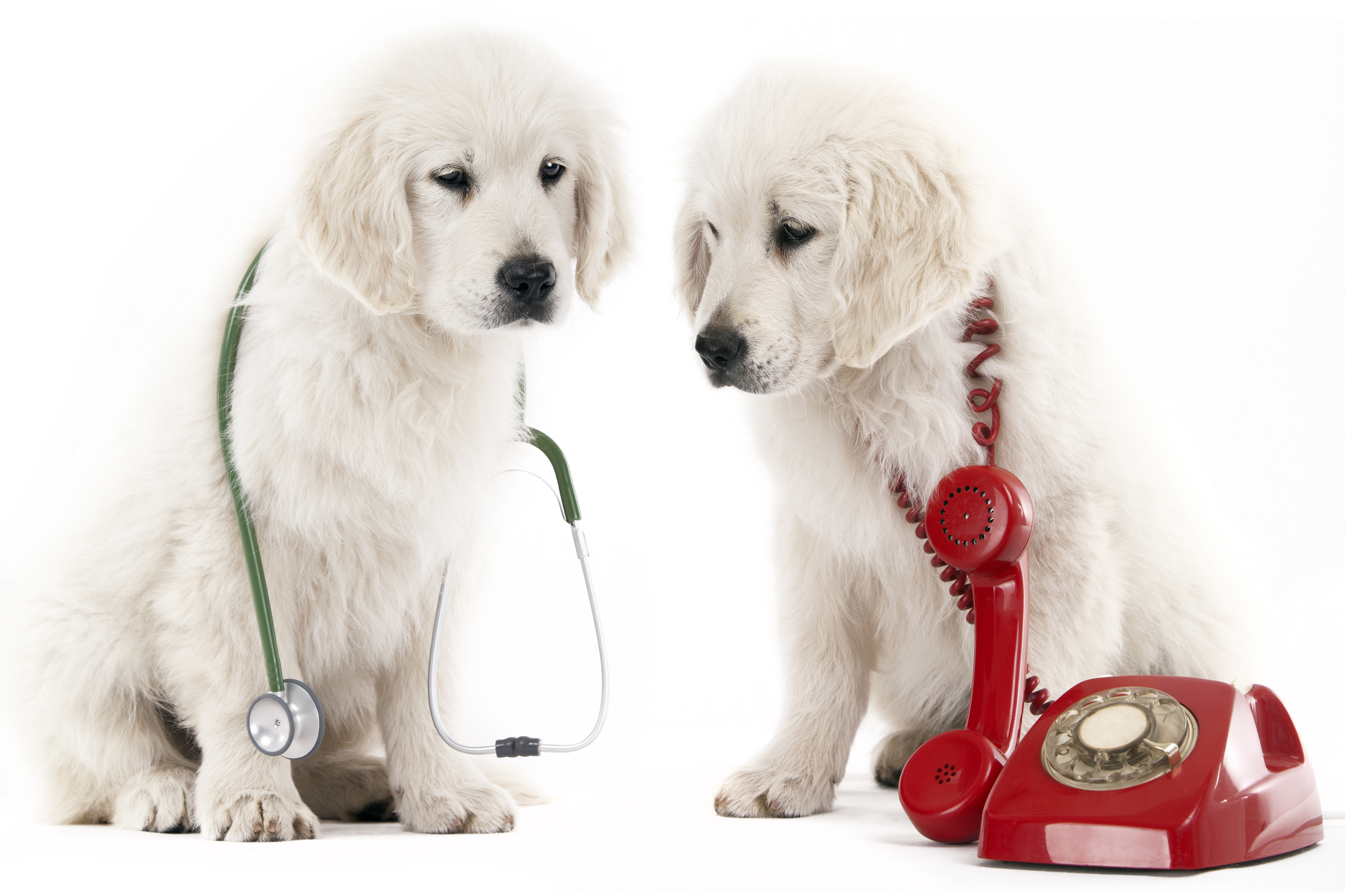 Dogged by high phone costs? Let Fido give you a free health check today